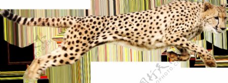 快速奔跑的豹子图片免抠png透明图层素材