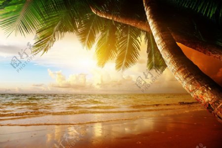 阳光沙滩和椰树图片