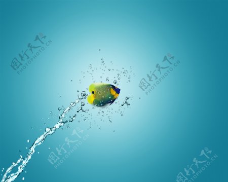跳跃的鱼与飞溅的水花图片