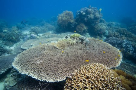 珊瑚群特写图片