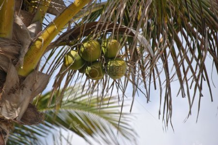 树枝上的椰子