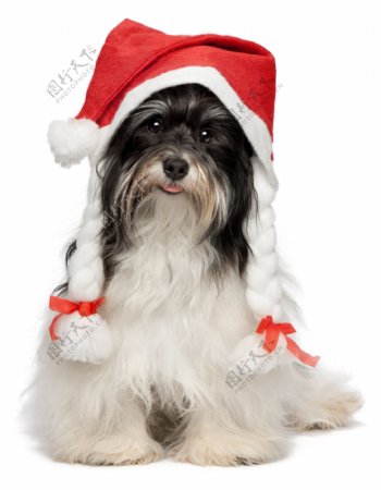 带着圣诞帽的小狗图片