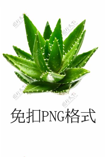 清新芦荟绿色植物