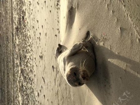 沙滩动物视频素材