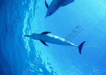 海底里的海豚图片