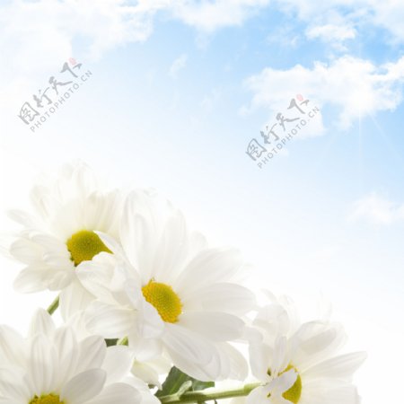 蓝天白云与鲜花图片