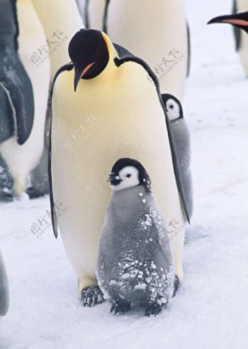 大小企鹅摄影图片