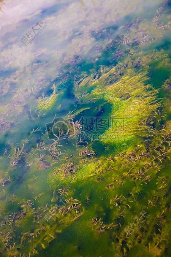 水河藻类
