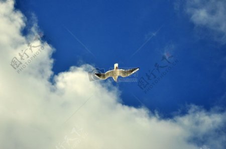 天空鸟法国云蓝色免费自由海鸥