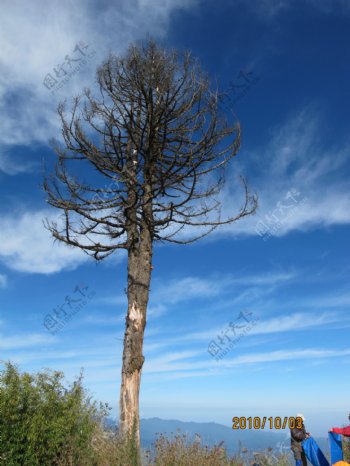 大树与天空背景素材图片