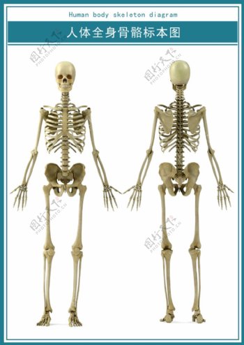 医学展板人体全身骨骼图psd超清下载