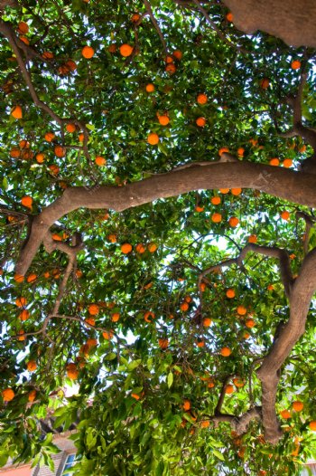 结满橙子的果树图片