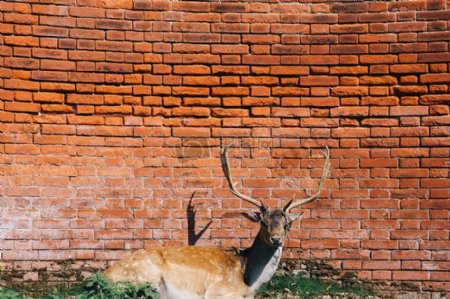 红砖墙动物石头鹿鹿角