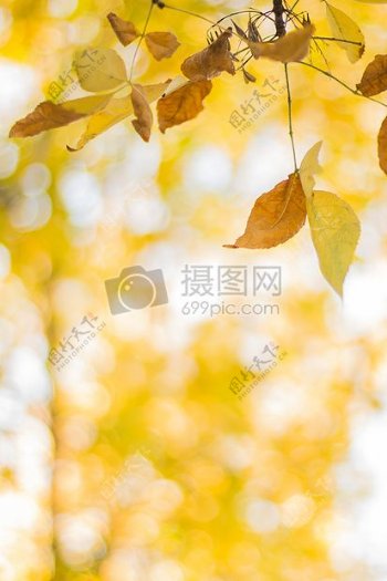 iphone摄影师黄色摄影叶秋秋天橙色背景虚化可爱