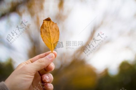 自然手手黄色摄影叶叶秋秋天橙色季节十月