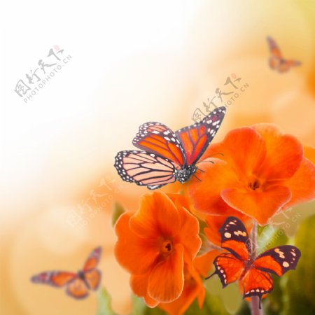 花儿与蝴蝶背景图片