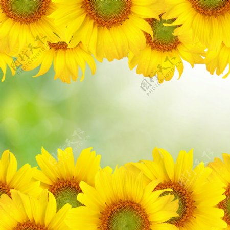 鲜花背景素材图片