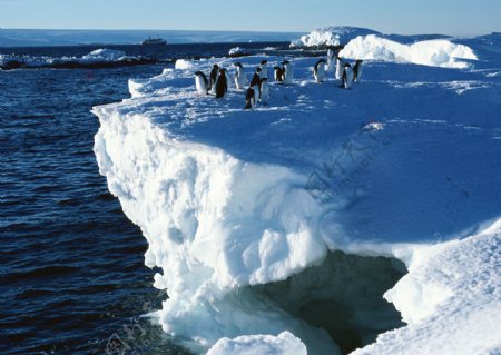 冰雪上的企鹅图片