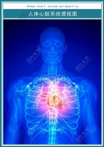 医学科技展板人体心脏透视图超高清psd