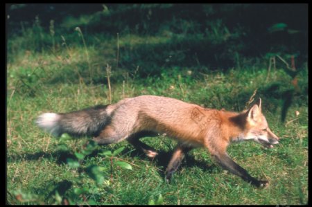 草地奔跑的狐狸图片