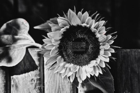 黑色和白色图案白花黑色阴影阴影阴天sunkissed太阳花