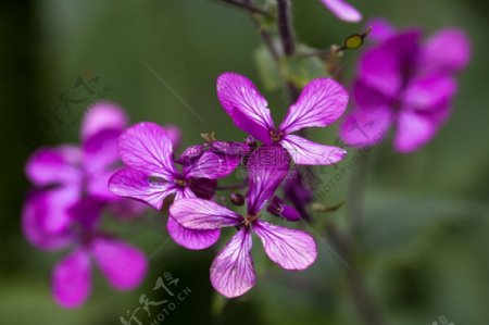 鲜花模式紫色纹理绿色盛开绽放紫色细节紫色花