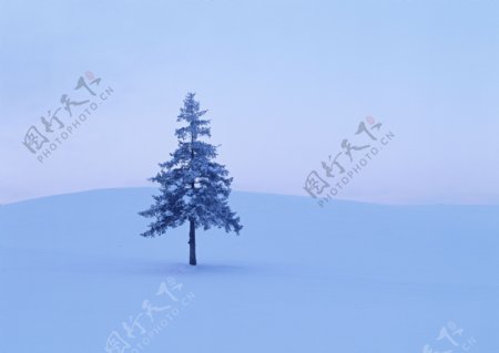 天空下雪地上的一棵树图片