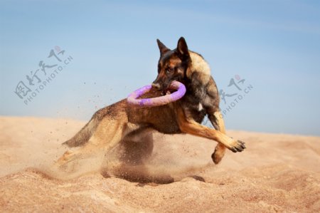沙滩上奔跑的小狗图片