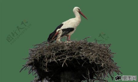 鸟鹳隔离鸟巢鸟巢
