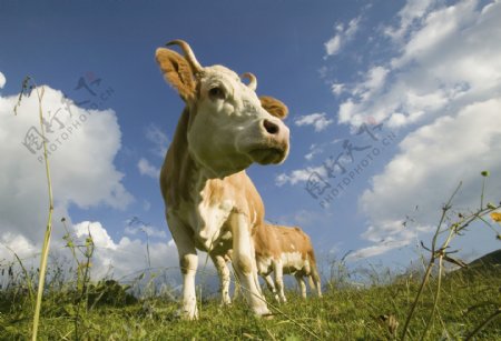 草地上的奶牛图片