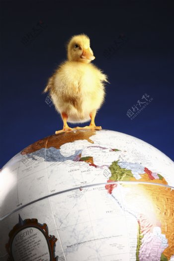 站在地球仪上的小鸭子图片