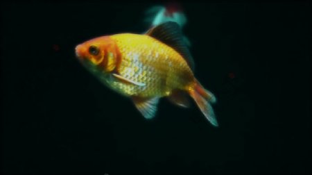 水下实拍鱼类视频素材