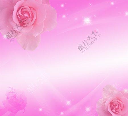 粉色渐变玫瑰背景素材