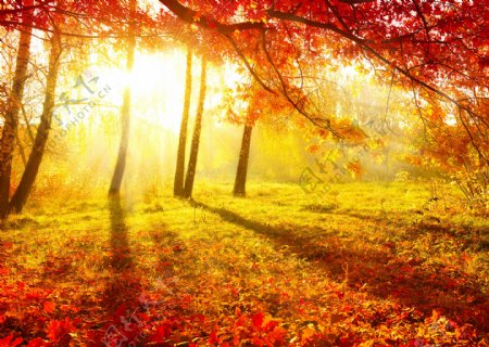 阳光下的秋日树林图片