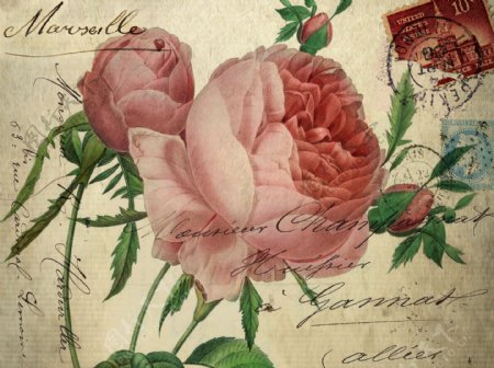 玫瑰花邮票邮戳图片