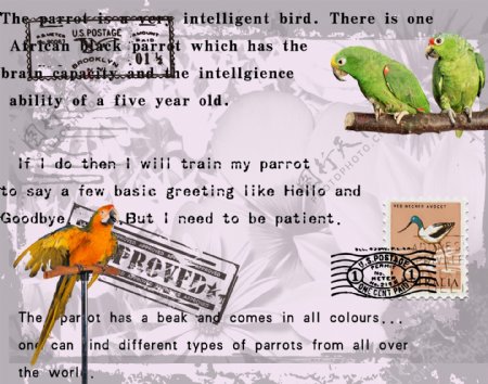 鹦鹉与印章邮票图片