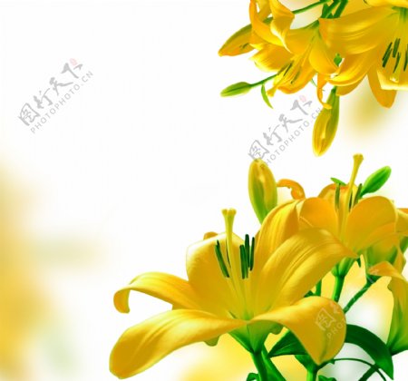 美丽黄花背景图片