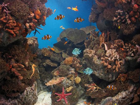 神奇的海底世界图片