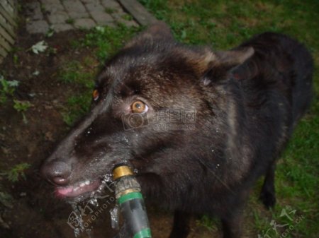 喝水的狗
