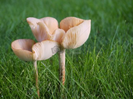 生长在地上的蘑菇