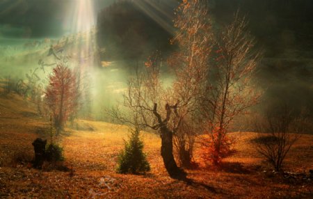 秋季阳光下的地面和树木图片