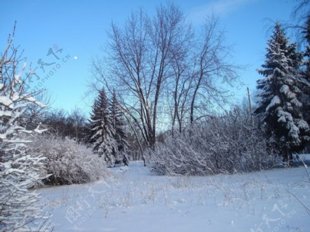 雪自然天空森林树木冬天月亮树林