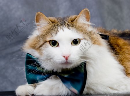 戴着领结的可爱猫咪图片