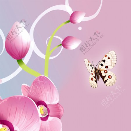 蝴蝶花朵装饰画