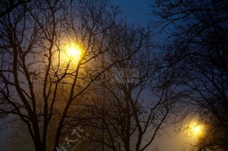 光夜树雾公园黄昏