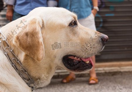 狗宠物拉布拉多动物头猎犬特写镜头金色猎犬
