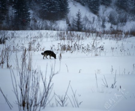 冬天山林间的动物图片