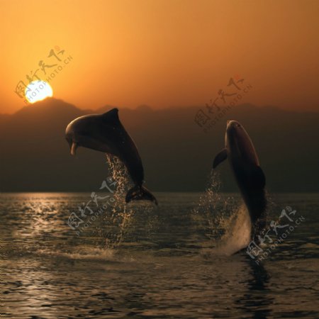 跳跃的海豚摄影图片