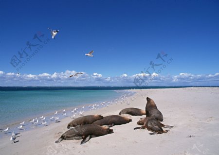 沙滩上的海豹图片