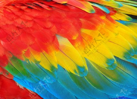 彩色的鹦鹉羽毛图片